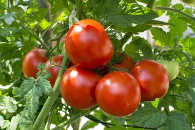 Вкусные сезоны ТПУ Планерная - Так томат или помидор? Разберёмся. Томат -  это растение. А вот Помидор - это плод растения Томат. Поэтому лучше при  покупке плодов употреблять слово \"помидоры\", а при