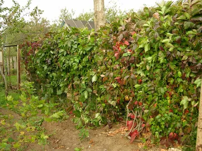 Девичий виноград в саду фото фотографии