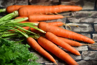 Дикая Морковь. | Лесавік | Дзен