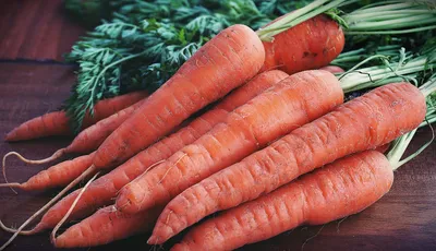 Дикая Морковь Садовое Растение - Бесплатное фото на Pixabay - Pixabay