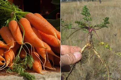 daucus carota, морковь дикая или морковь обыкновенная | Дикие, Морковь