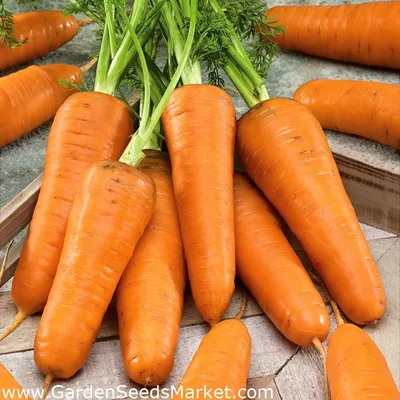 картинки : Детская морковь, Овощной, Пища, Корнеплоды, Дикая морковь,  растение, Натюрморт фотография, производить, кухня 3327x4159 - - 1628641 -  красивые картинки - PxHere