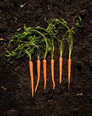 Природа Дикая Морковь Полевой - Бесплатное фото на Pixabay - Pixabay