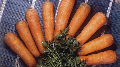 Дикая Морковь — стоковые фотографии и другие картинки Морковь дикая - Морковь  дикая, Белый, Германия - iStock