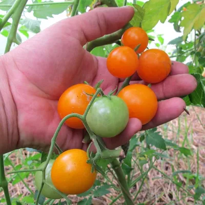 Дикие томаты (Свит Пиа) - начинают поспевать | Огородничество, Дикие, Огород