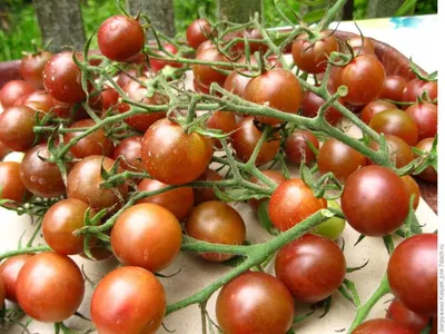 Дикие помидоры в чаше стоковое изображение. изображение насчитывающей  немного - 162628737