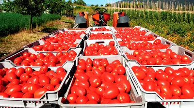 дикие помидоры на растении стоковое изображение. изображение насчитывающей  лето - 253565005
