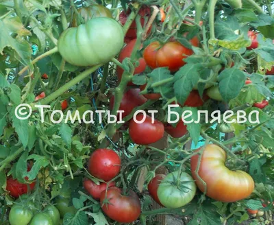 Всего помидоров! 28 впечатляющих сортов томатов для изучения