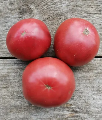 Дикие помидоры,томаты. / Охотничьи фото: Разное / Сибирский охотник