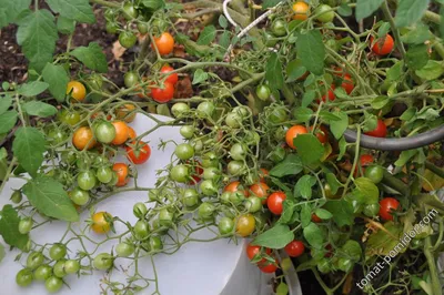 Генетики выяснили, как помидоры стали такими красными и сладкими -  Телеканал \"Наука\"