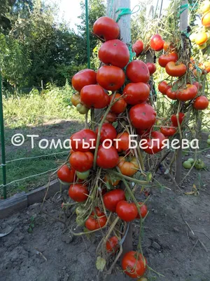 Дикие помидоры выросли в городе Карелии - МК Карелия