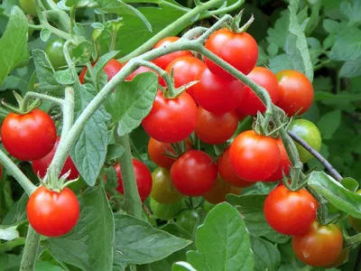 Чудо ягода F1 - Ч — сорта томатов - tomat-pomidor.com - отзывы на форуме |  каталог