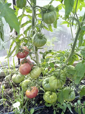 Семена помидоры \"Томат Дикая роза\", среднеранний крупноплодный  высокоурожайный сорт купить по цене 53 ₽ в интернет-магазине KazanExpress