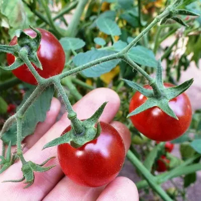 Дикие томаты стоковое фото. изображение насчитывающей природа - 144957478