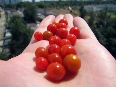 Томат Дикий — Оранжевый Виноград — Orange Grape Tress Tomato - Альбомы -  tomat-pomidor.com