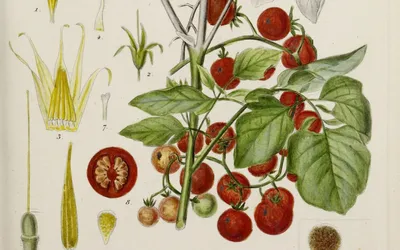 Помидоры Черри Сумасшедшие Красные Ягоды - Red Berries Crazy Cherry Tomato  (Артикул. 00483)