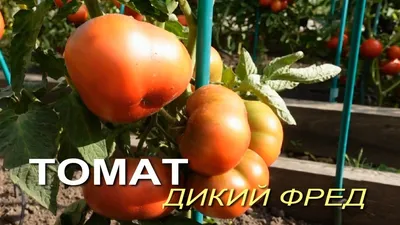 Эссе «Моя любовь-томаты» к Дню томатов на МAAM (4 фото). Воспитателям  детских садов, школьным учителям и педагогам - Маам.ру