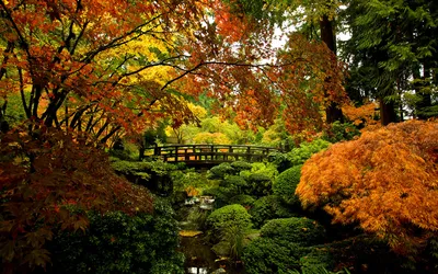 Японский сад в ландшафтном дизайне - Глория Верде