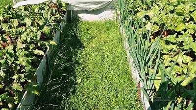 Оптимальные размеры грядок на огороде и в теплицах - какие грядки сделать |  Сибгрядки