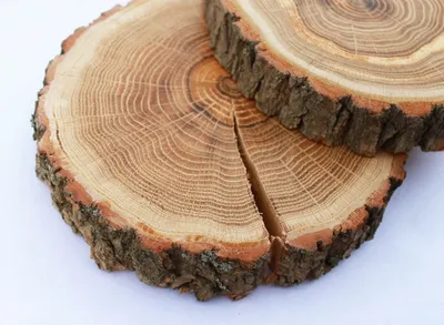 Дуб древесина фото фото