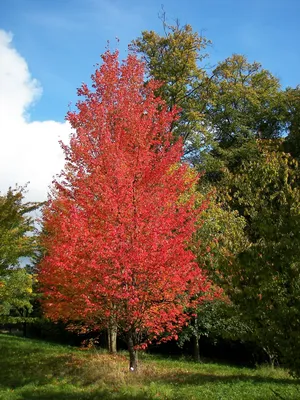 Дуб Quercus rubra можно купить недорого с доставкой в питомнике Любвитский