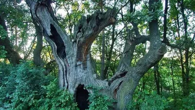 Где растёт дуб Кота учёного: топ-7 удивительных деревьев России - Статьи и  репортажи РГО