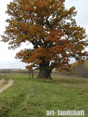 Дуб обыкновенный Quercus robur - купить декоративные и хвойные растения с  доставкой по Украине в магазине Добродар