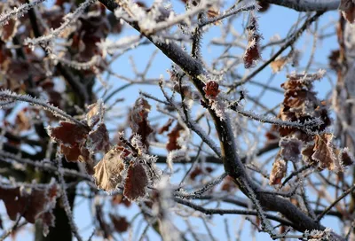 Дуб черешчатый зимой фото