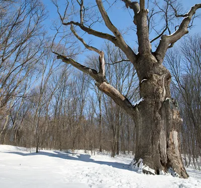 Дерево Дуб Зима - Бесплатное фото на Pixabay - Pixabay
