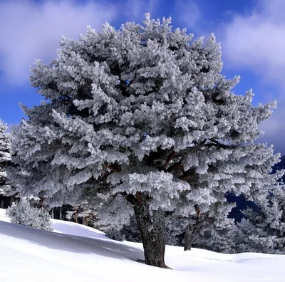 гвоздичный дуб зимой стоковое изображение. изображение насчитывающей дуб -  223009307