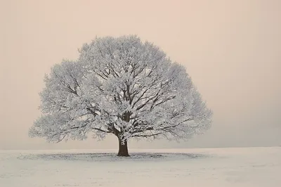 Дуб Роща Зимой — стоковые фотографии и другие картинки Без людей - Без  людей, Белый, Ветвь - часть растения - iStock