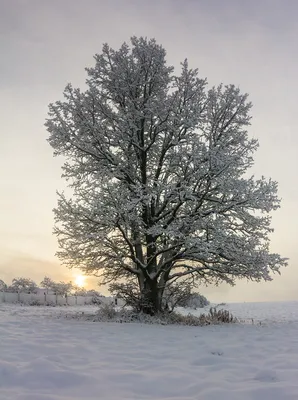 Красивый заснеженный дуб ,зимний …» — создано в Шедевруме
