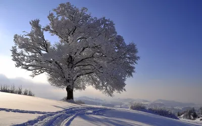 Зимний дуб | Зимние сцены, Зимние деревья, Натуральный