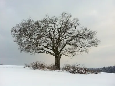 Зимнее дерево дуб - 63 фото