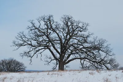 Зимний дуб — конкурс \"Одинокое дерево\" — Фотоконкурс.ру