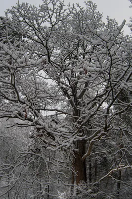 Рисунок дуб зимой - 59 фото