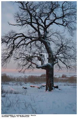 Фотография Дуб черешчатый (Quercus robur), зима. Государственный природный  заказник Северное побережье Невской губы. | Фотобанк ГеоФото/GeoPhoto |  GetImages Group