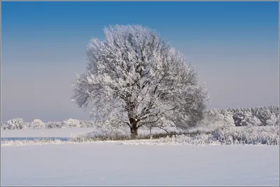 Зимний дуб :: A.Anatol – Социальная сеть ФотоКто