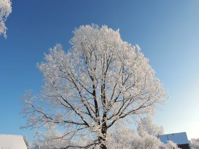 Зимний дуб — Фото №130793
