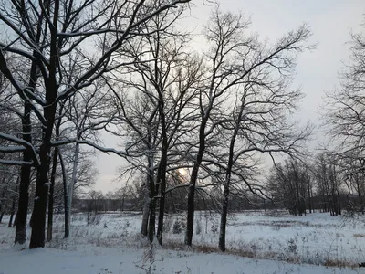 Скачать 1920x1080 дуб, дерево, снег, поле, зима обои, картинки full hd,  hdtv, fhd, 1080p