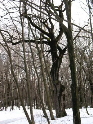 Дуб черешчатый зимой фото