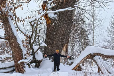 На краю леса большой обнаженный дуб покрытыми снегом зимой. Охотники стоят  перед дубом Стоковое Фото - изображение насчитывающей облака, пуща:  206686482