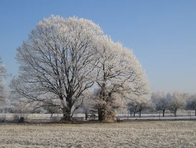 Зимний дуб, пасмурно, снежная пыль, …» — создано в Шедевруме