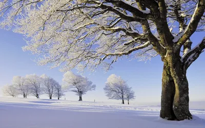 Одиноко Дуб В Зимний Период Фотография, картинки, изображения и  сток-фотография без роялти. Image 15258218