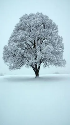 Фотография Дуб черешчатый (Quercus robur), зима. Государственный природный  заказник Северное побережье Невской губы. | Фотобанк ГеоФото/GeoPhoto |  GetImages Group