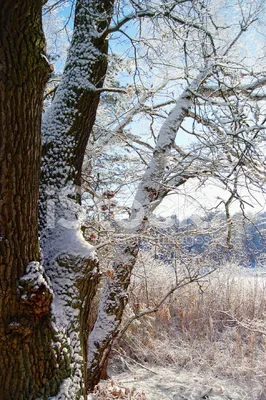 Апшатнерский дуб и ночь в зимнем лесу. Нижегородская область | Тут недалеко  | Дзен