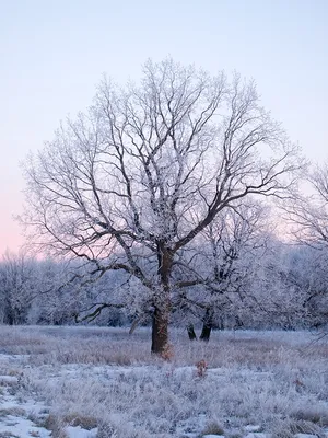 Старый Дуб С Сильными Ветви Покрытые Снегом Зимой — стоковые фотографии и  другие картинки Дуб - iStock