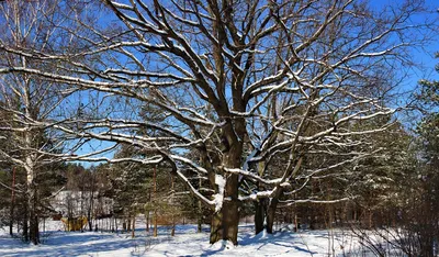 дуб черешчатый зимой, зима, ветви дуба в снегу, черешчатый дуб, природа,  Свадебный фотограф Москва
