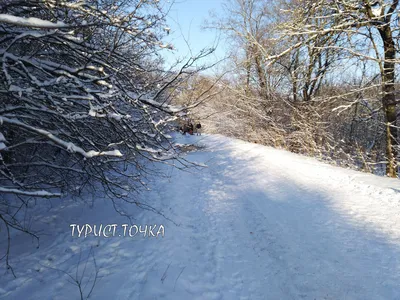Акварельный пейзаж. Дуб в лесу зимой долина Стоковая иллюстрация ©Marinka  #10123600