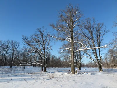 старый дуб показан в снегу, картина дерево зимой, снег, зима фон картинки и  Фото для бесплатной загрузки
